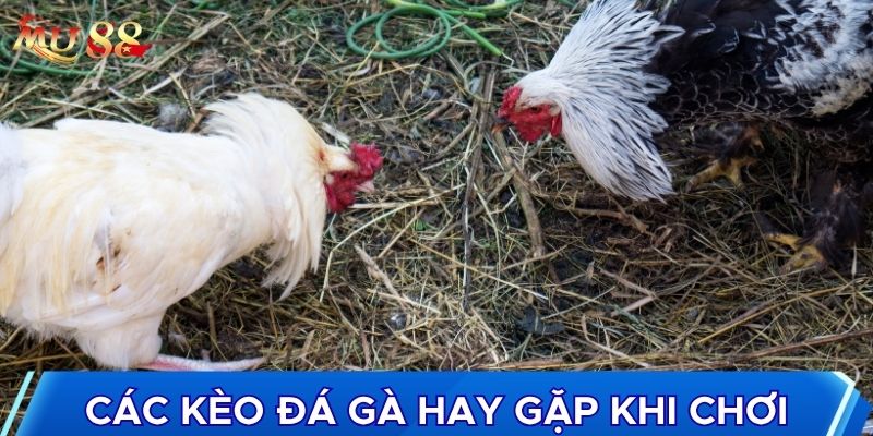 Các kèo đá gà hay gặp khi chơi